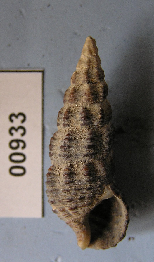 cerithium per determinare